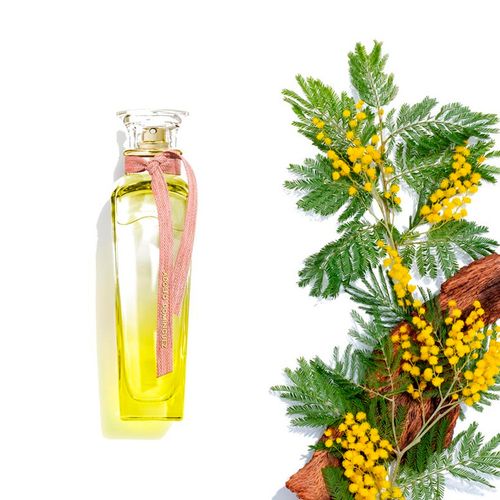 Perfume Mujer Adolfo Dominguez Agua Fresca Mimosa Coriandro
